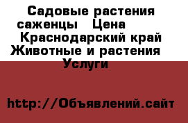 Садовые растения саженцы › Цена ­ 150 - Краснодарский край Животные и растения » Услуги   